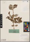 Foto von Salix caprea L.
